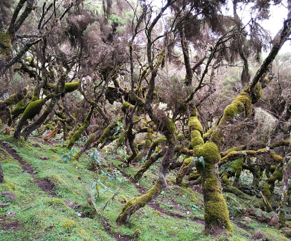 Camping in the Bale Mountains