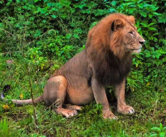 Camping in the Bale Mountains