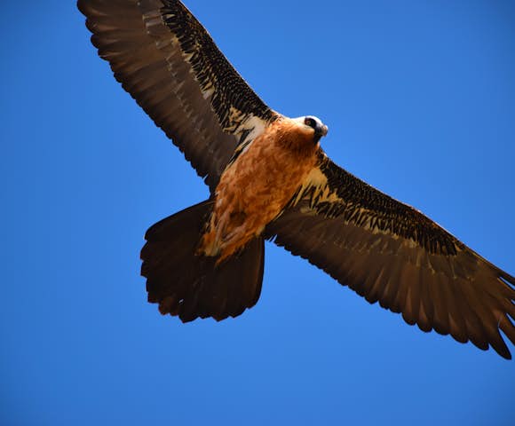 Bird over lake tana in Bahir Dar Ethiopia
