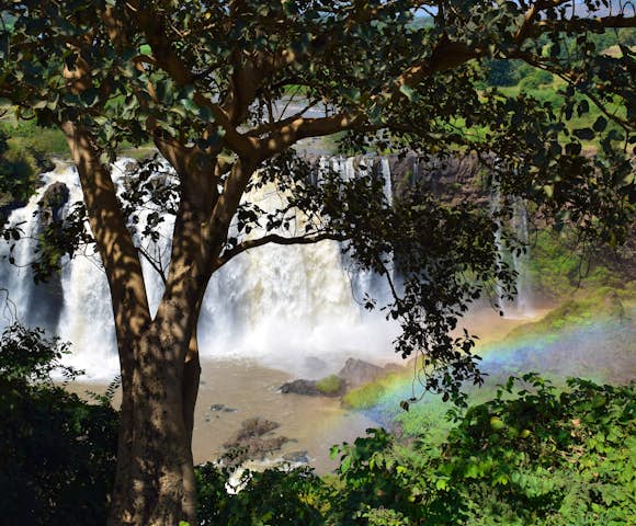 Blue Nile Falls in Bahir Dar behind a tree