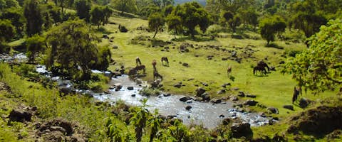 Bale Mountains Safari