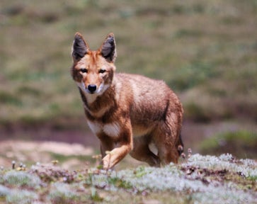 Ethiopia Wildlife Tours