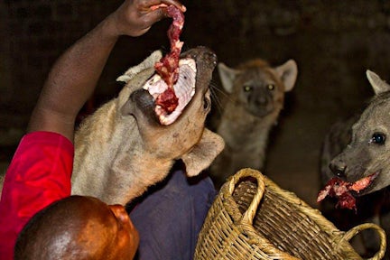 Ethiopia Wildlife Tours