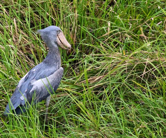 Gambella National Park