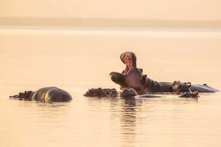 Cultural Experiences