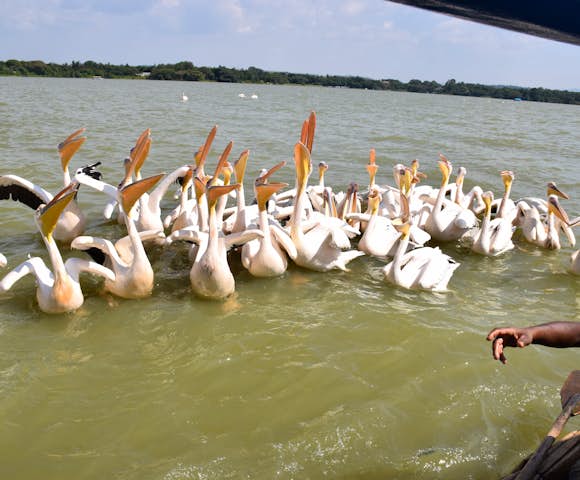 Pelicans on Lake Tana in Ethiopia