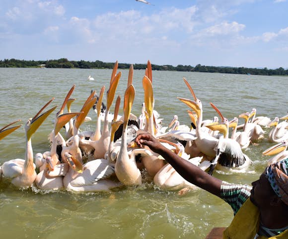 Pelicans on Lake Tana in Ethiopia