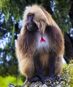 Gelada Monkey in the Simien Mountains