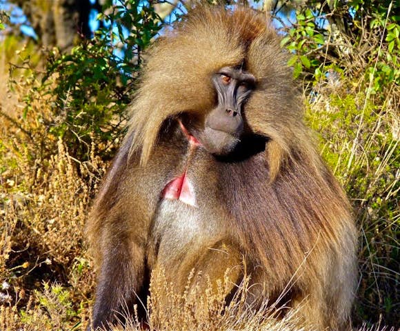 Gelada Monkey in the Simien Mountains