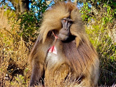Gelada Monkey in the Simien Mountains
