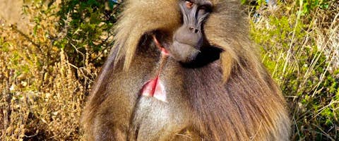 Classic Simiens Safari