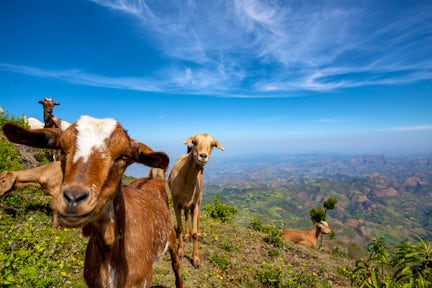 Mountains goats looking at camera in front of view of landscape in the Simien Mountains