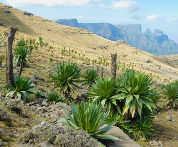 Field of Lobelia Trees in the Simien Mountains