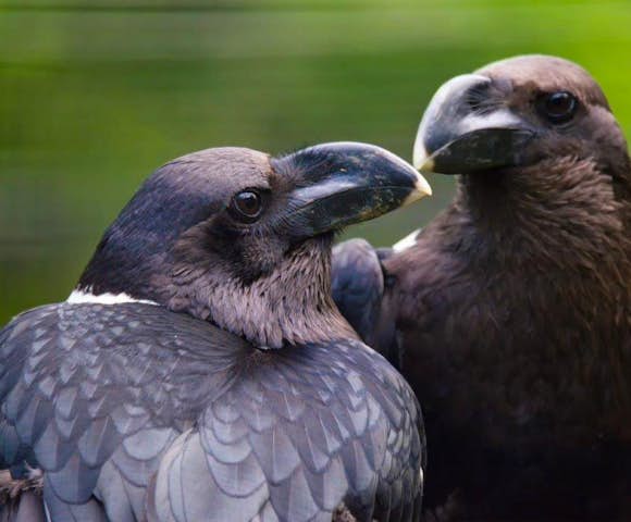 Close up of two birds in the Simien Mountains
