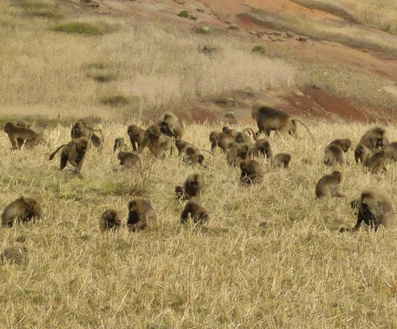 Group of Gelada Monkeys on a field in the Simien Mountains National Park