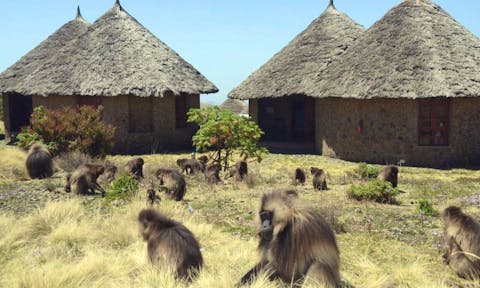 Gelada Monkeys in the Simien Mountains with the Simien Lodge in background