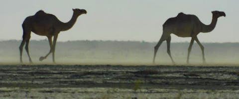 Two Days in the Danakil Depression