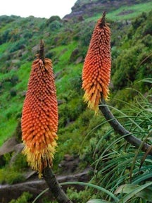 Wildlife in the Simien Mountains National Park