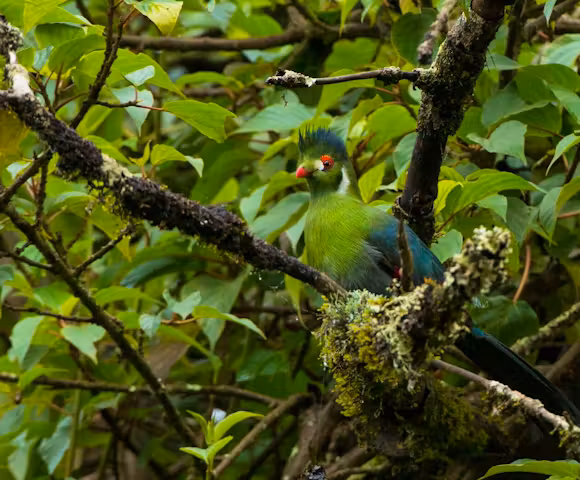 Camping in the Bale Mountains