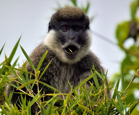 Camping in the Bale Mountains